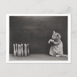 Cat Wearing Clothes and Bowling Vintage Oddity Postcard