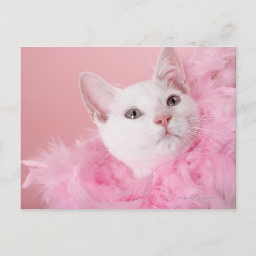 Cat wearing feather boa postcard