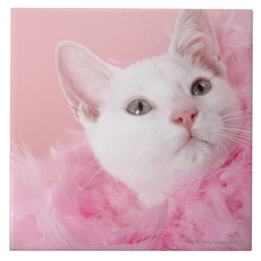 Cat wearing feather boa tile | Zazzle