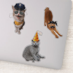 Cat Wearing Sunglasses Sticker