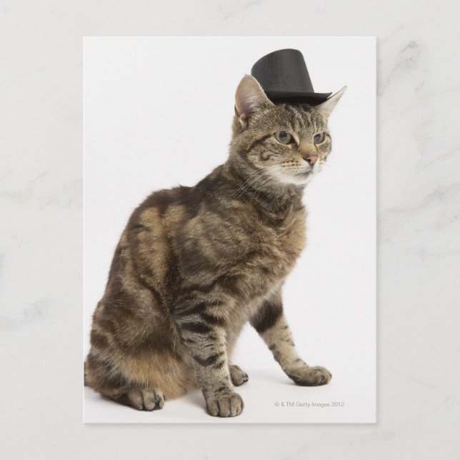 Cat wearing top hat postcard (Front)