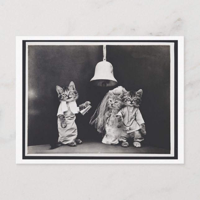 Cat Wedding Vintage Oddity Postcard (Front)