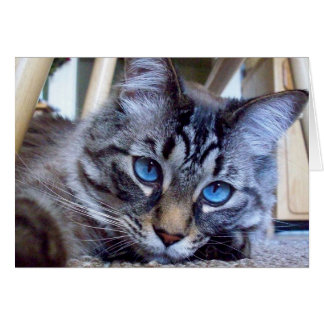Cat Whispers Book Cover Image Cards
