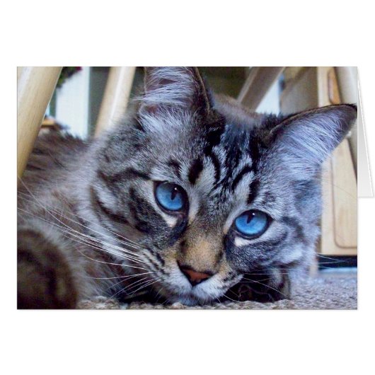 Cat Whispers Book Cover Image Cards (Front Horizontal)