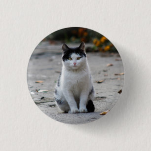 Cat, White, Pet Button