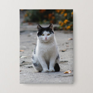 Cat, White, Pet Button