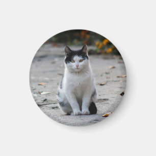 Cat, White, Pet Magnet