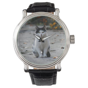 Cat, White, Pet Watch
