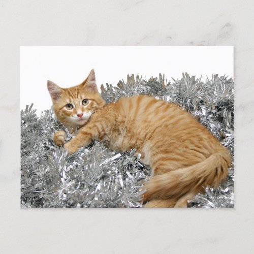 Cat Who me Postcard