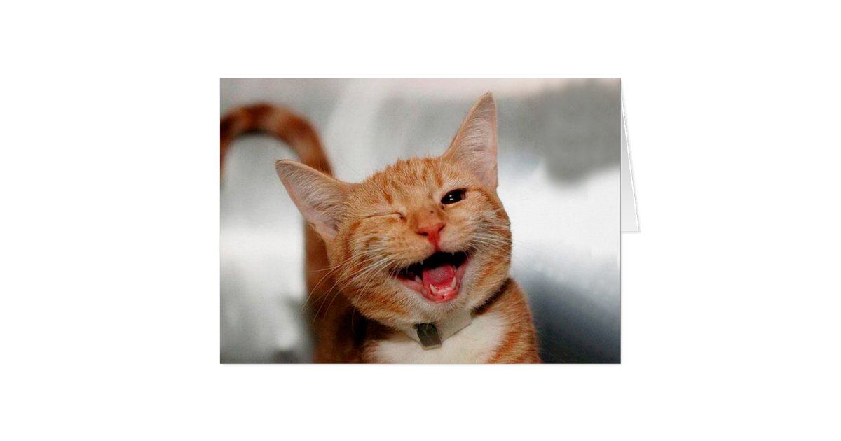 Cat Winking Orange Cat Funny Cats Cat Smile Zazzle Com