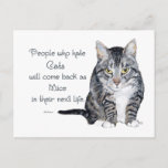 Cat Wisdom - People Who Hate Cats Postcard at Zazzle