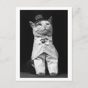 Cat With a Hat, 1906 Postcard