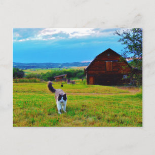Cat with Barns Postcard