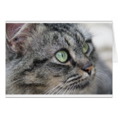 Cat with beautiful green eyes (Front Horizontal)