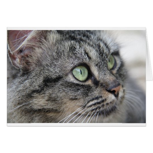 Cat with beautiful green eyes cards (Front Horizontal)