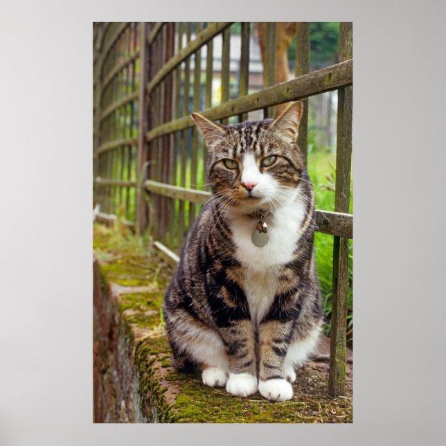 Cat with Bell Print (Front)