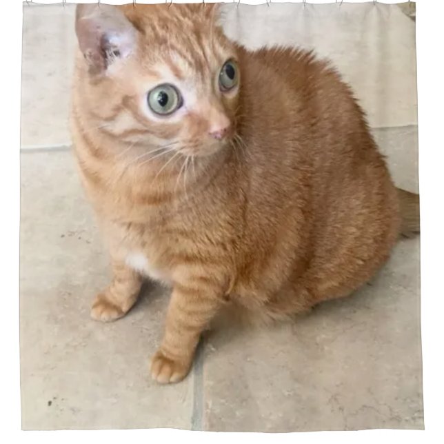 Cat With Big Eyes Shower Curtain (Front)