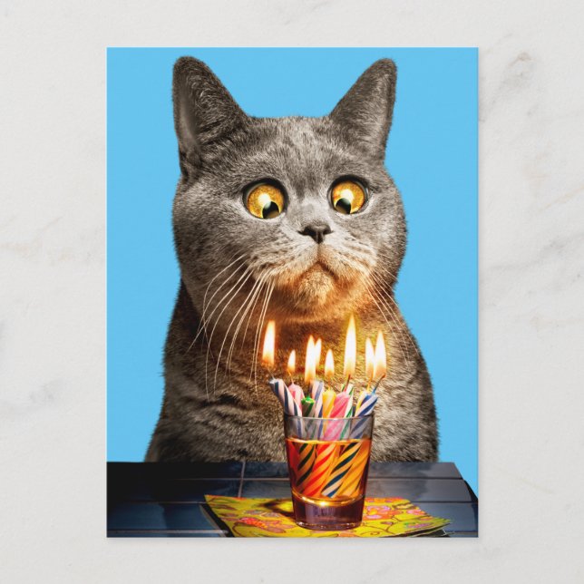 Cat With Birthday Shot Glass Invitation Postcard (Front)