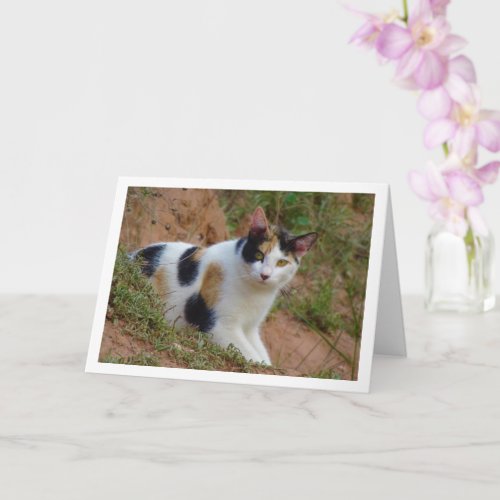 Cat with Calico Pattern Card