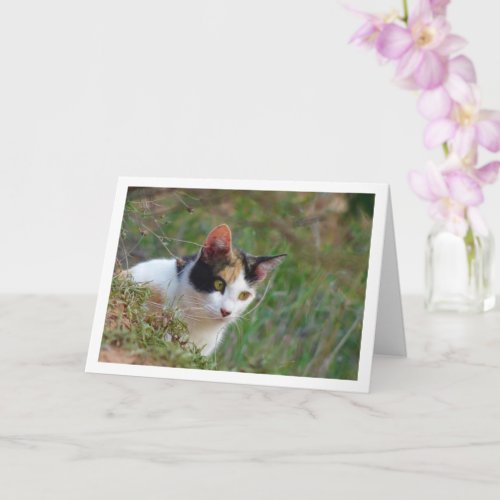 Cat with Calico Pattern Card