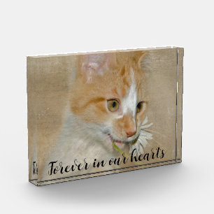 Cat with Daisy Pet Memorial Photo Block