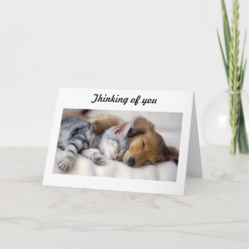 Cat With Dog Sympathy Card by lko922 at Zazzle