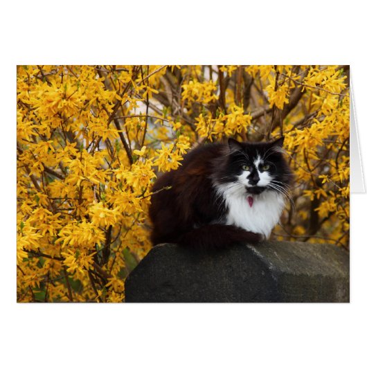 Cat with Forsythia Flowers Cards (Front Horizontal)