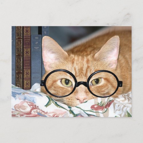 Cat with glasses and books postcard