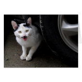 Cat with Mustache (Front Horizontal)