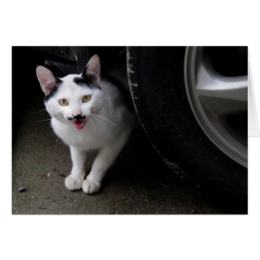 Cat with Mustache Cards (Front Horizontal)