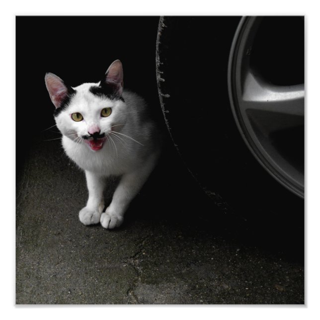 Cat with Mustache Photo Print (Front)