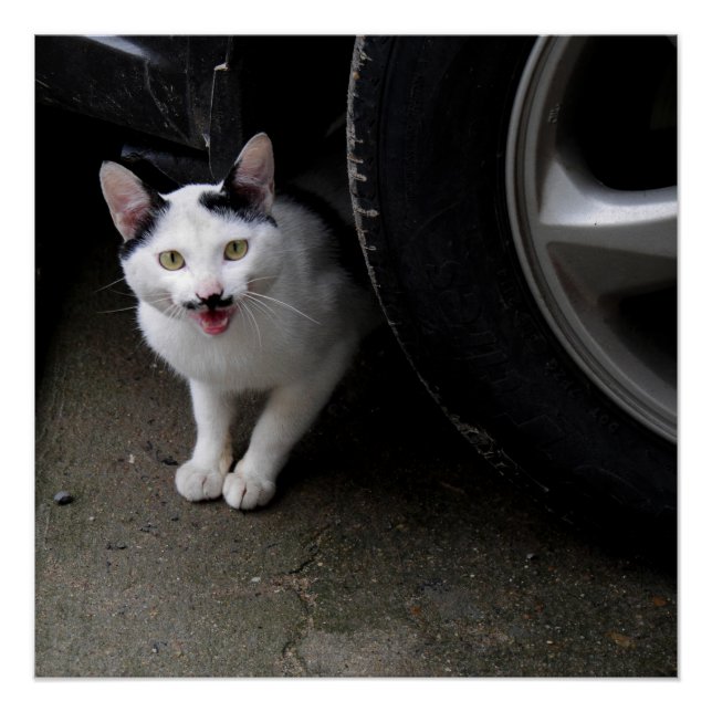 Cat with Mustache Poster (Front)