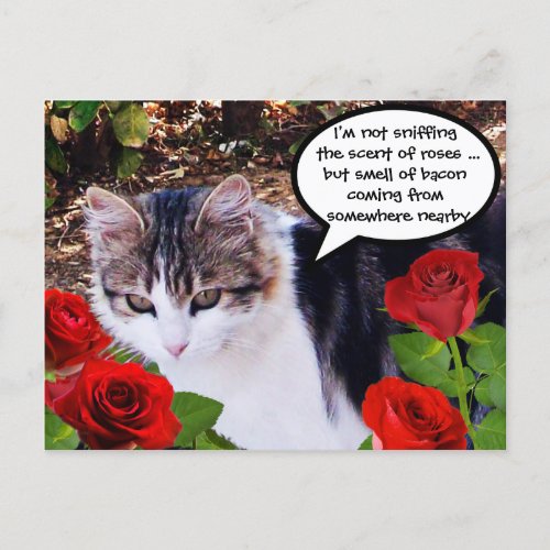 CAT WITH RED ROSES POSTCARD