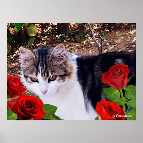 CAT WITH RED ROSES POSTER