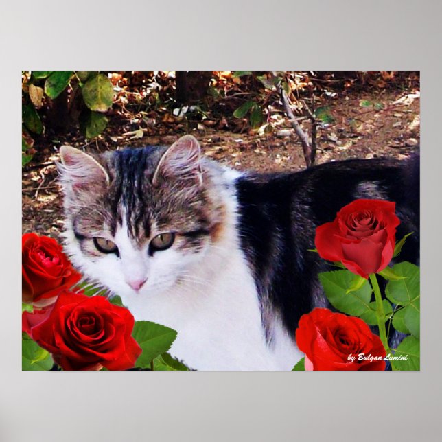 CAT WITH RED ROSES POSTER (Front)