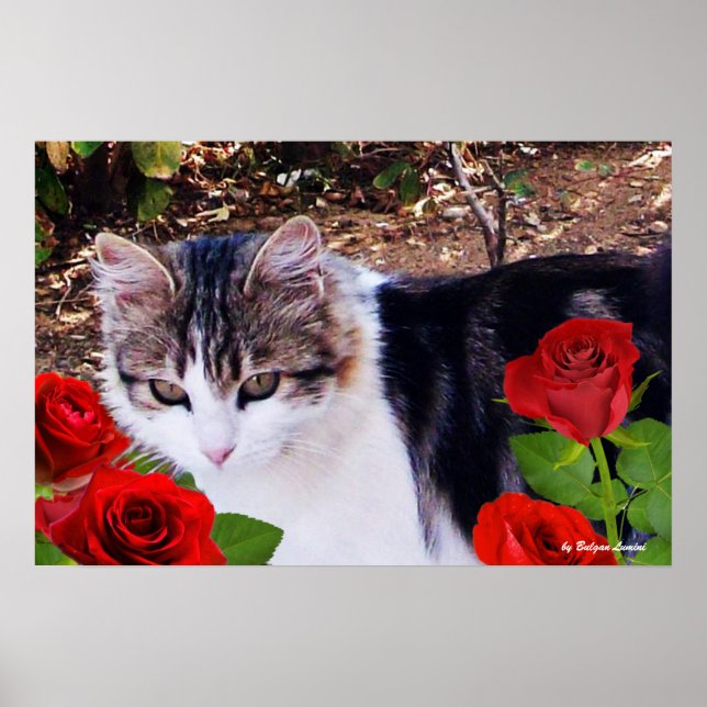 CAT WITH RED ROSES POSTER (Front)