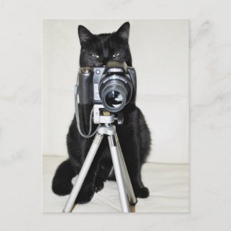 Cat with the camera postcard