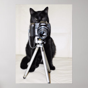 Cat with the camera poster