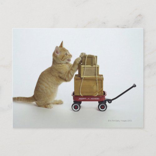 Cat with wagon and boxes postcard