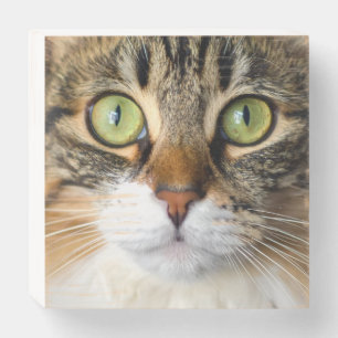 cat wooden box sign