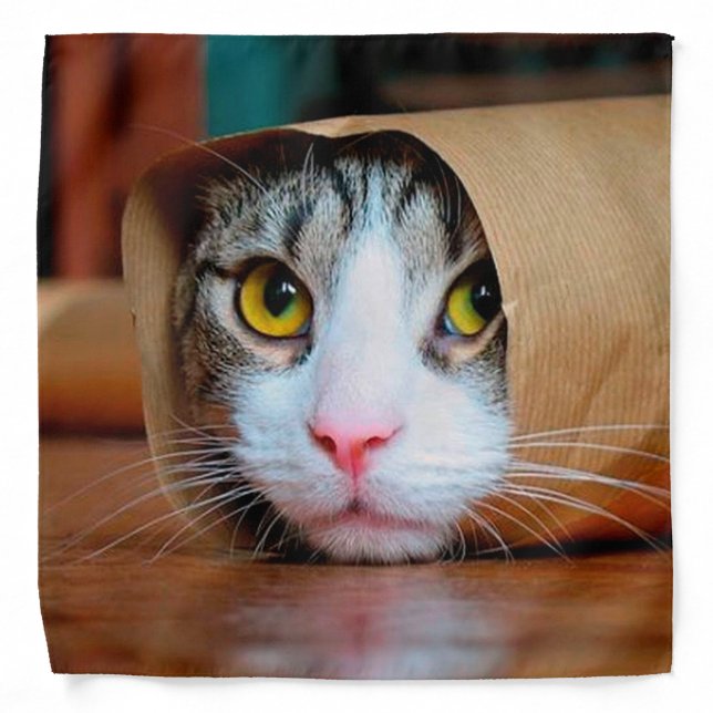 Cat wrapped in a brown paper bandana (Front)