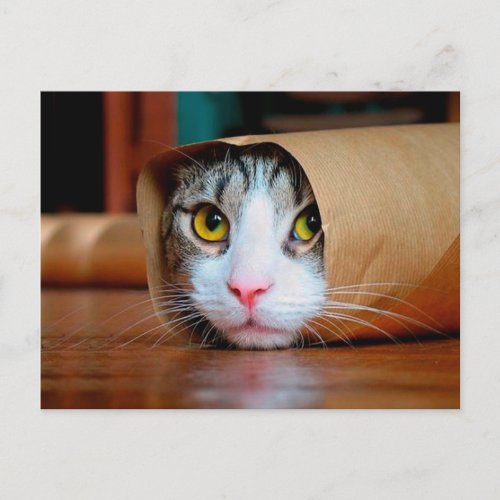Cat wrapped in a brown paper postcard