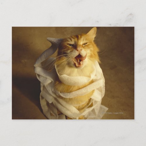 Cat wrapped in medical gauze postcard