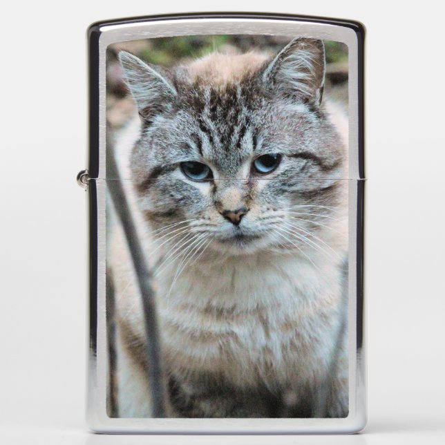 Cat Zippo Lighter (Front)