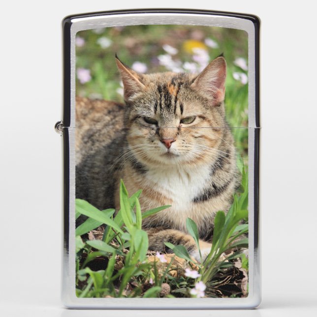 Cat Zippo Lighter (Front)