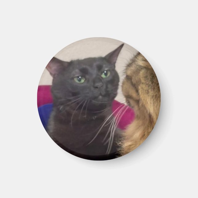 Cat zoning out meme magnet (Front)