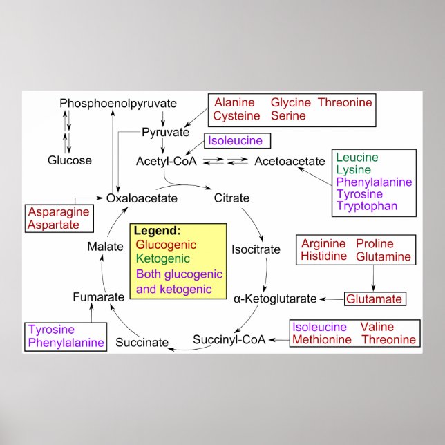 Catabolism of Proteinogenic Amino Acids Diagram Poster (Front)