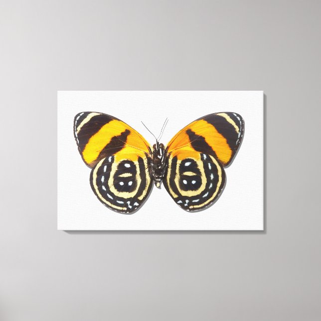 Catagramma cynosura canvas print (Front)