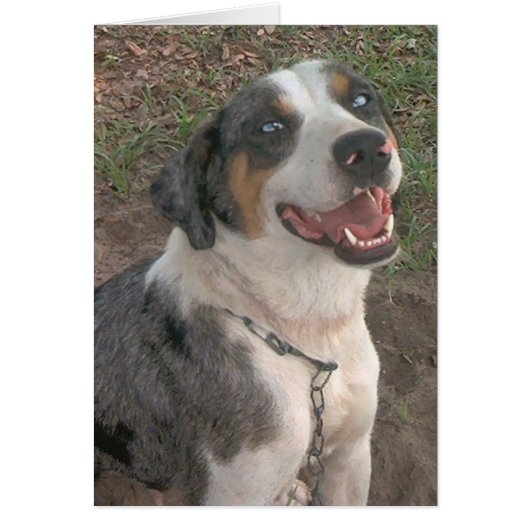 Catahoula Leopard Dog (Front)