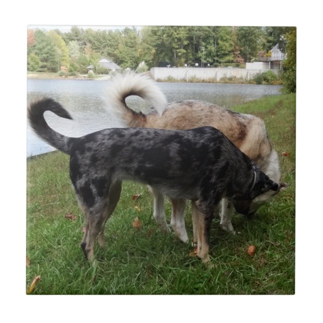 Catahoula Leopard Dog and Ausky Dog Sniffing Ceramic Tile (Front)